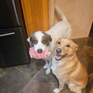 Meet your Posher, Audity